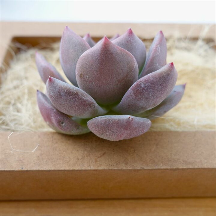 楽天市場】多肉植物 エケベリア Wealth Dream 韓国苗 抜き苗 カット苗 
