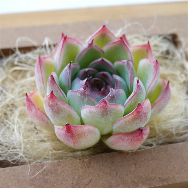 楽天市場】多肉植物 エケベリア エンチャンティングフェアリー 魅惑の 