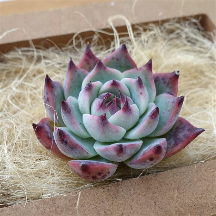 楽天市場】多肉植物 エケベリア コロラータ 韓国苗 抜き苗 カット苗 約  