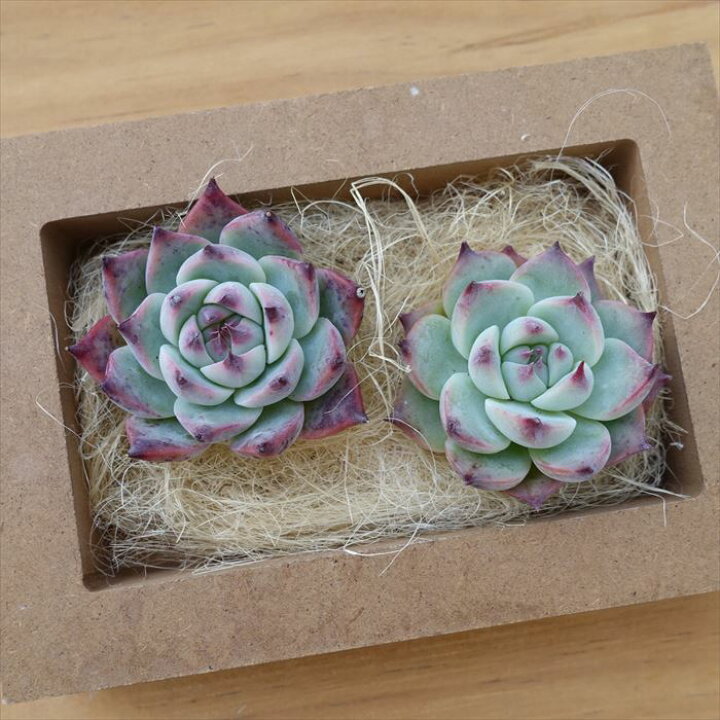 楽天市場】多肉植物 エケベリア コロラータ 韓国苗 抜き苗 カット苗 約  