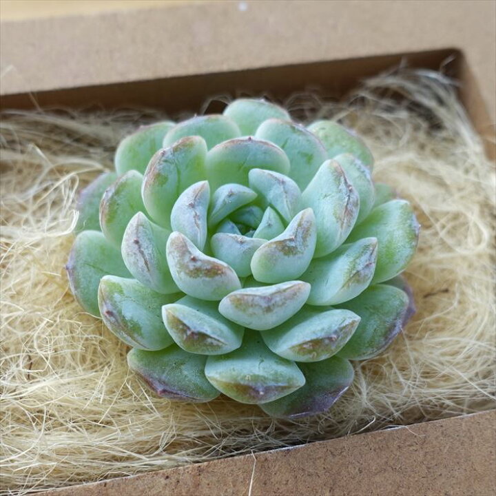 楽天市場】多肉植物 エケベリア スノーフェイス 韓国苗 抜き苗 カット 多肉植物【スノープリンセス】韓国苗 抜き苗 エケベリア