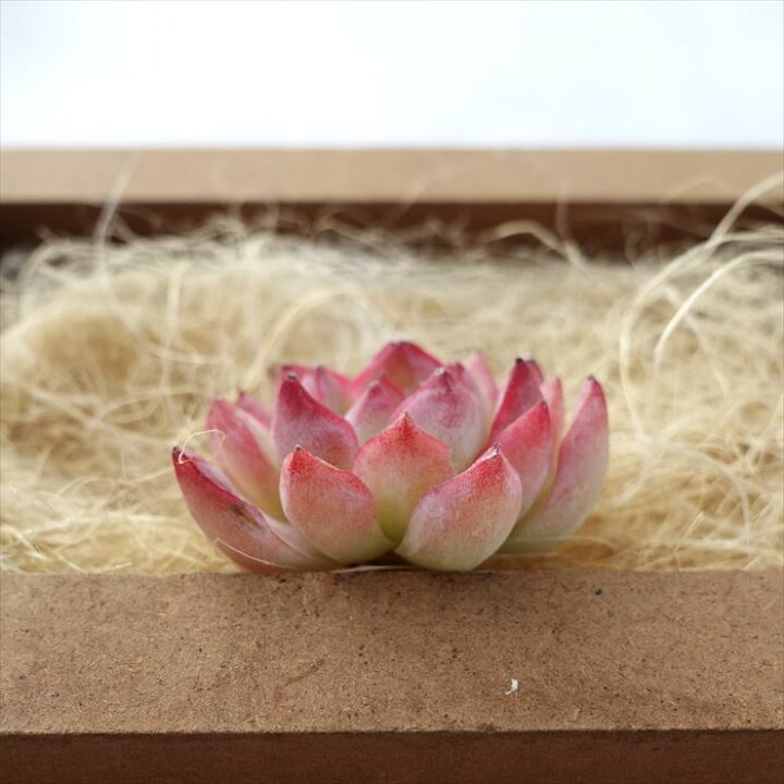 楽天市場】多肉植物 エケベリア ピンククイーン 韓国苗 抜き苗 カット 