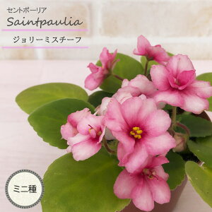 y܂Ȃ\؁zy\̔z Zg|[A W[~X`[t 3 ~j  CeAO[ ogr 11{ȍ~