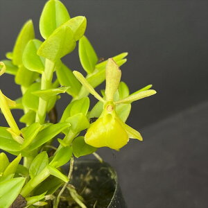 m Gsfh yy~AAo 9cm|bg   i m CeA hrd