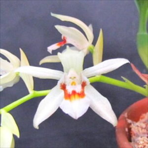 �y�\��̔��z �m�����y�J�Ԍ������z�Z���W�l �X�p���T 7.5cm�f�Ă��� �m�� �C���e���A yam 11����{�ȍ~����