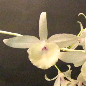 �y�\��̔��z �m�����y�J�Ԍ������z�f���h���r�E�� �s�[�����f�B�[�A�t�B�����A���x�b�Z���X 6cm�f�Ă��� �m�� �C���e���A yam 11����{�ȍ~����