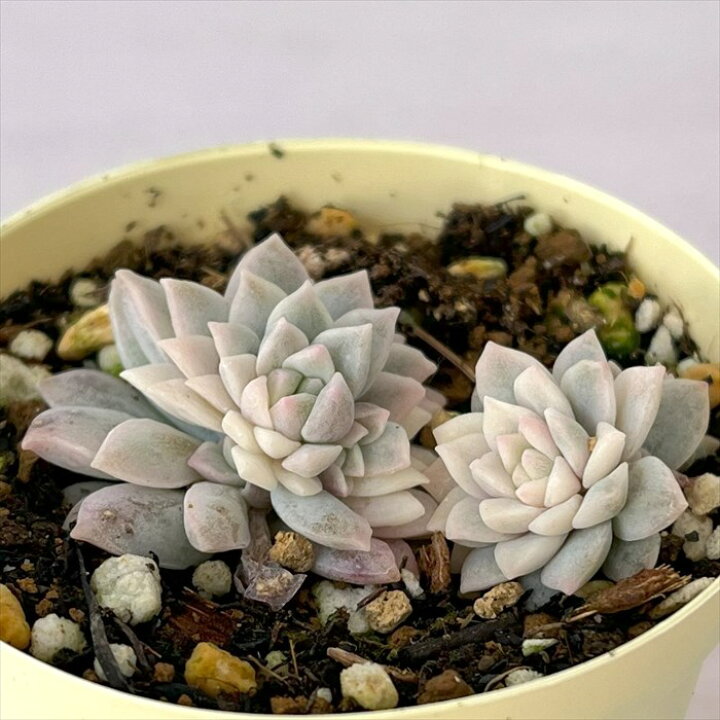 楽天市場】多肉植物 エケベリア プロリフィカ錦 6cmポット 観葉植物 