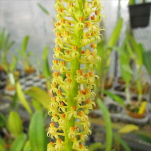 �y�\��̔��z �m�����y�J�Ԍ������z���p���X �r���f�B �t���[�� �f�J�Y�f 9cm�f�Ă��� �m�� �C���e���A yam 11����{�ȍ~����