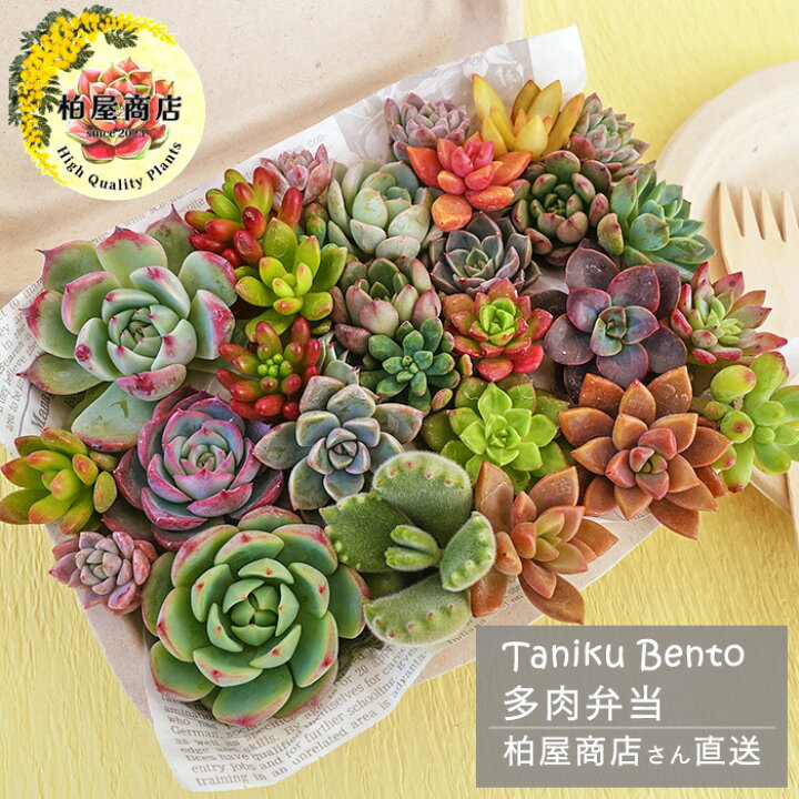 楽天市場】【柏屋商店さん直送】送料無料 多肉弁当 多肉植物 観葉植物  