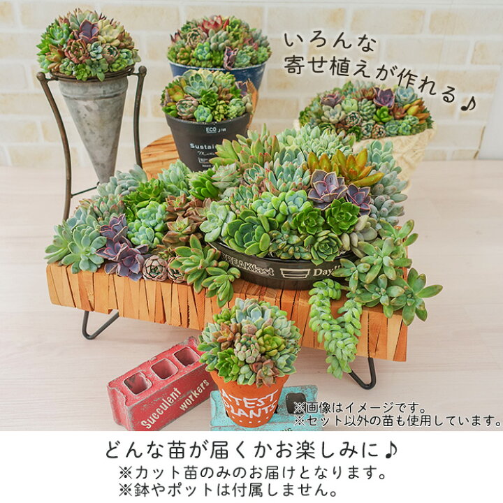 楽天市場】【柏屋商店さん直送】送料無料 多肉弁当 多肉植物 観葉植物  