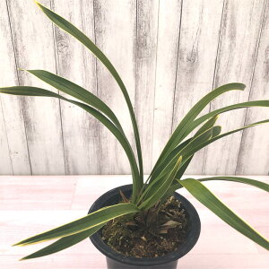 yԉtzLEw ŕ  WcQc  4 c ~co`W߂