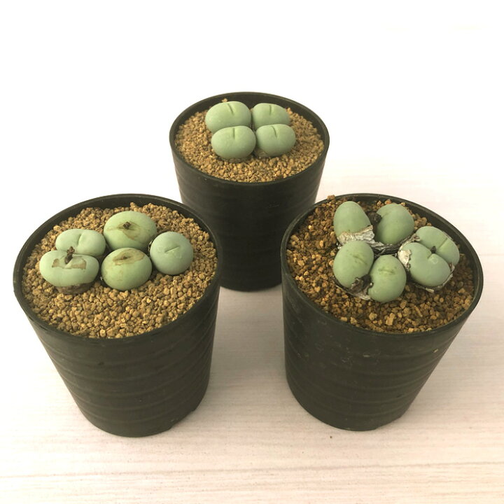 楽天市場】多肉植物 コノフィツム パゲアエ 大粒 2.5号鉢 観葉植物 