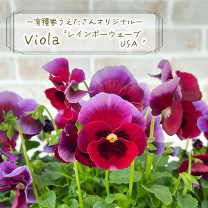 y\̔z ƂIWi rI C{[EF[u USA 10.5cm|bg ԕc K[fjO uet 11{ȍ~