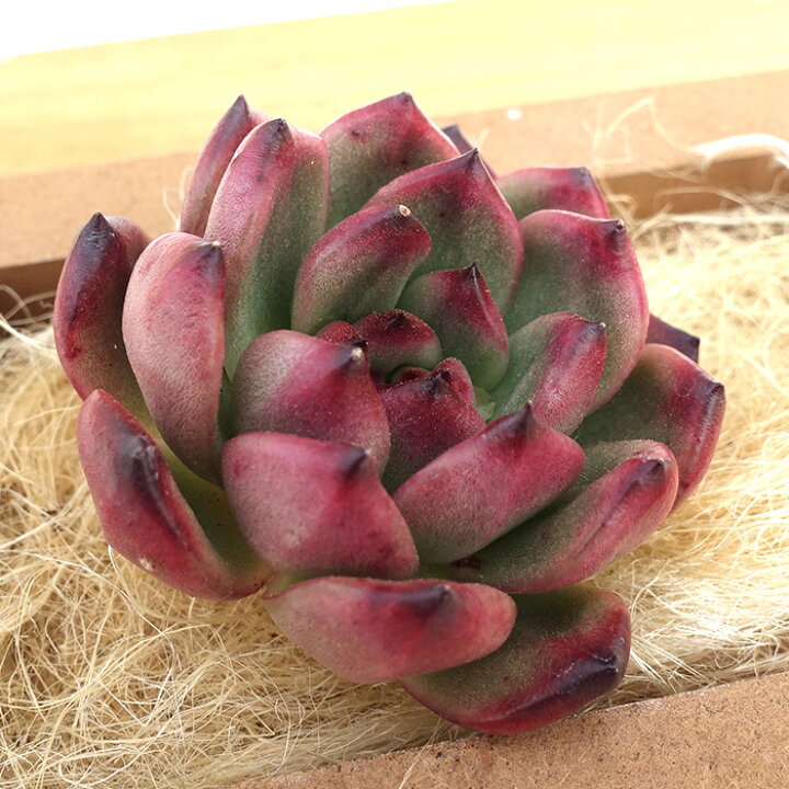 楽天市場】多肉植物 エケベリア TM 韓国苗 抜き苗 カット苗 約6cm tps 