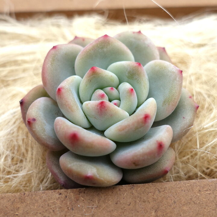 楽天市場】多肉植物 エケベリア アリエル 韓国苗 抜き苗 カット苗 約 