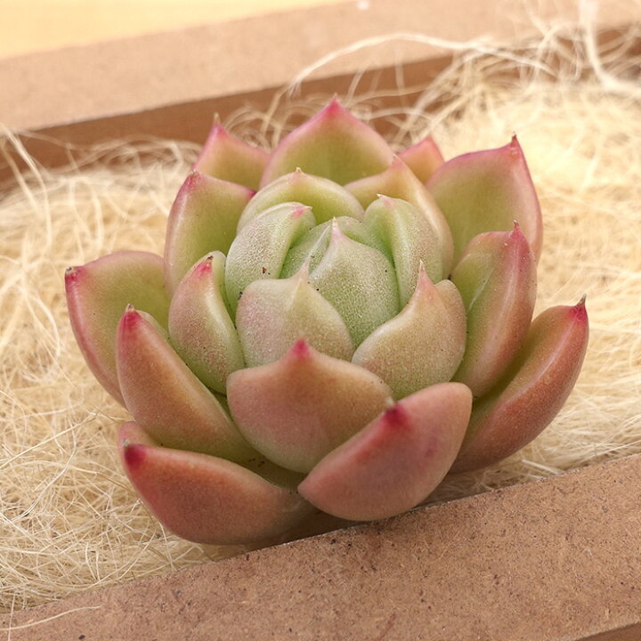 楽天市場】多肉植物 エケベリア ホワイトローズ 韓国苗 抜き苗 カット 多肉植物【ホワイトゴースト】韓国苗 抜き苗 エケベリア