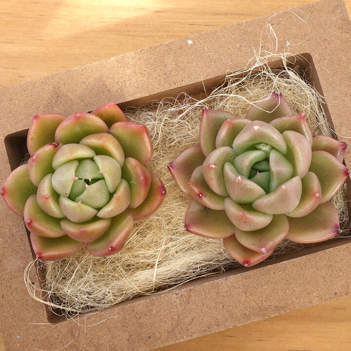 楽天市場】多肉植物 エケベリア ホワイトローズ 韓国苗 抜き苗 カット 多肉植物【ホワイトゴースト】韓国苗 抜き苗 エケベリア