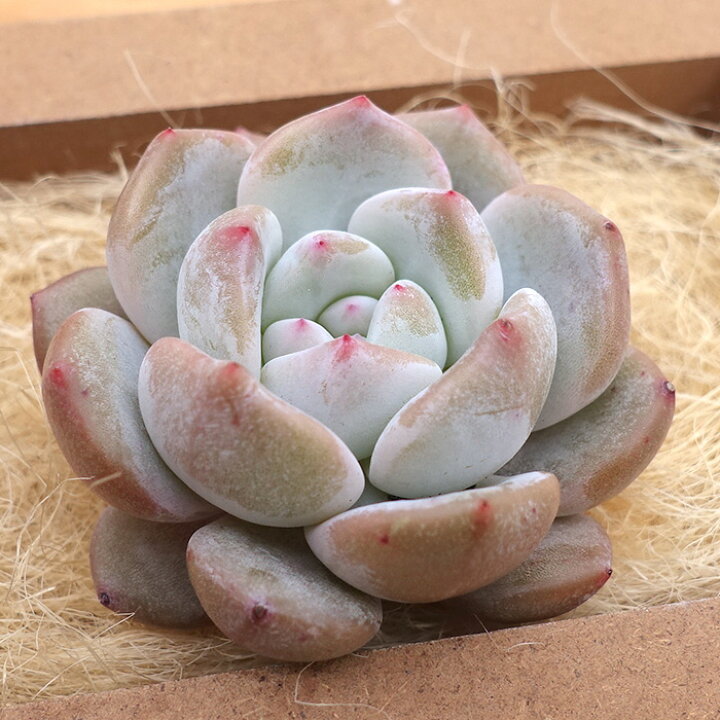 楽天市場】多肉植物 エケベリア ピンクモンロー 韓国苗 抜き苗 カット 