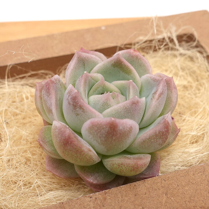 楽天市場】多肉植物 エケベリア ホワイトマルガン 韓国苗 抜き苗 