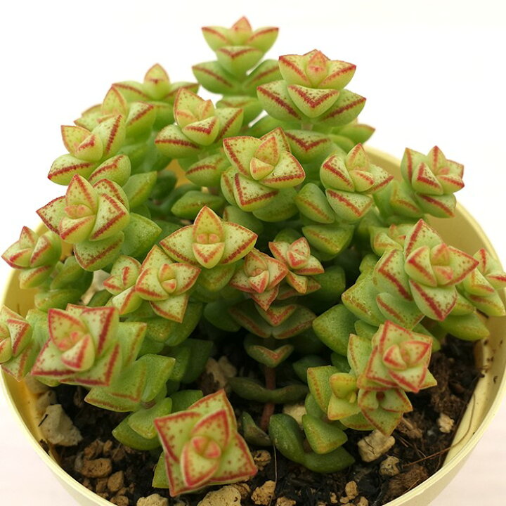 楽天市場】多肉植物 クラッスラ 小米星 6cmポット 観葉植物 インテリア 