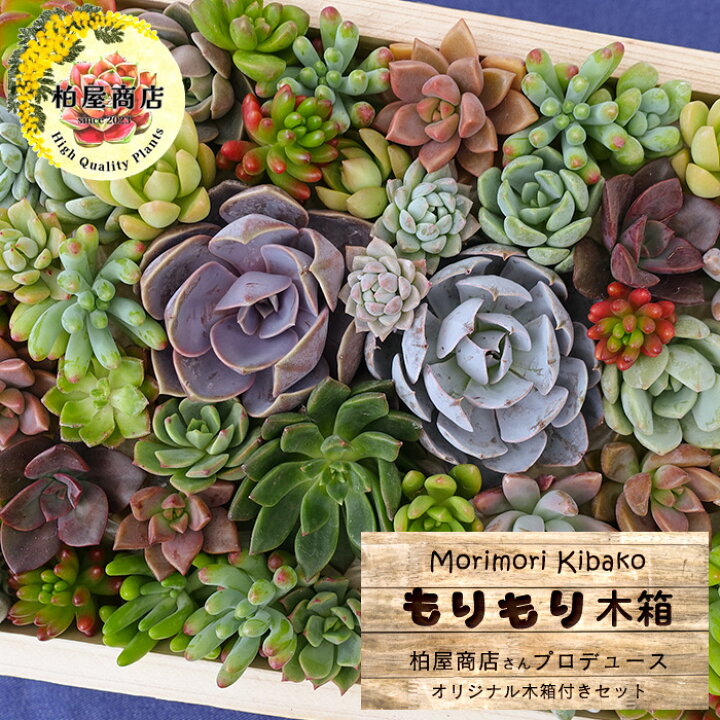 楽天市場】【柏屋商店さん直送】送料無料 もりもり木箱 多肉植物 柏屋 