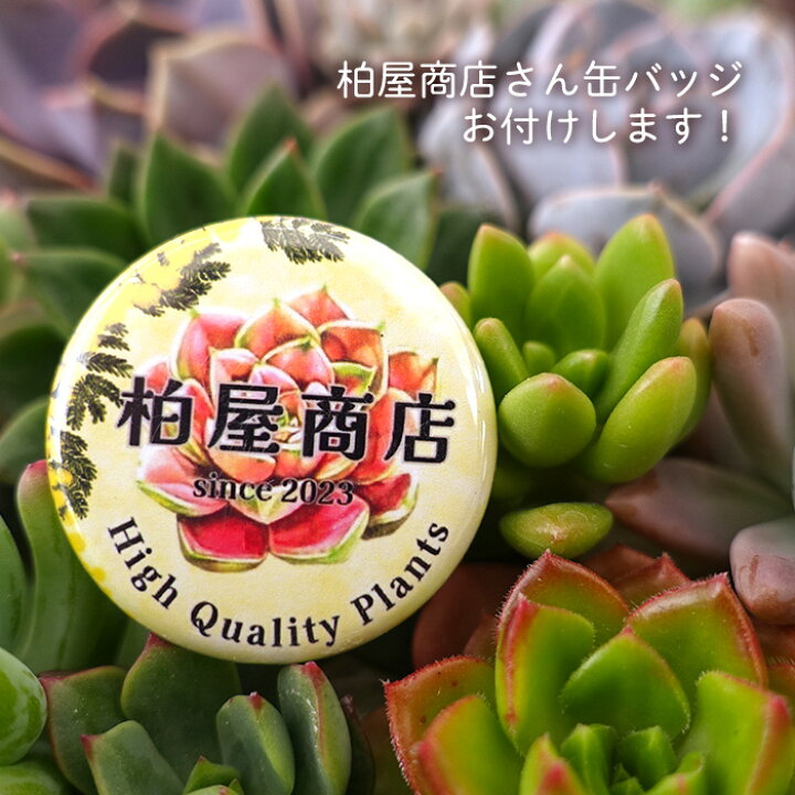 楽天市場】【柏屋商店さん直送】多肉植物 送料無料 品種おまかせカット  