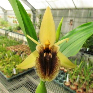 �y�\��̔��z �m�����y�J�Ԍ������z�Z���W�l �I�o���X �f�r�b�O�f ���� 9cm�f�Ă��� �m�� �C���e���A yam 11����{�ȍ~����