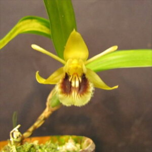 �y�\��̔��z �m�����y�J�Ԍ������z�Z���W�l �t�B���u���A�[�^ ������ ���� 7.5cm�f�Ă��� �m�� �C���e���A yam 11����{�ȍ~����