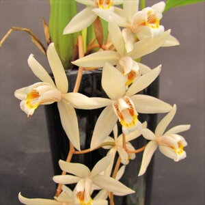 �y�\��̔��z �m�����y�J�Ԍ������z�Z���W�l �t���N�V�_ �f���b�L�[�{�[�C�f ���� 9cm�f�Ă��� �m�� �C���e���A yam 11����{�ȍ~����