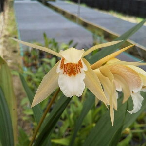 �y�\��̔��z �m�����y�J�Ԍ������z�Z���W�l �������[ ���� 9cm�f�Ă��� �m�� �C���e���A yam 11����{�ȍ~����