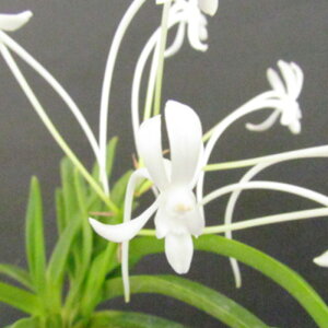 �y�\��̔��z �m�����y�J�Ԍ������z�o���_ ���� ���� 7.5cm�f�Ă��� �m�� �C���e���A yam 11����{�ȍ~����