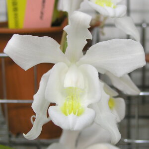 �y�\��̔��z �m�����y�J�Ԍ������z�Z���W�l �N���X�^�[�^ �����j�A�i ���� 9cm�f�Ă��� �m�� �C���e���A yam 11����{�ȍ~����