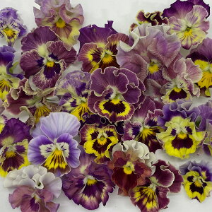 y\̔z rI ߏ 9cm|bg ԕc K[fjO ]hrI 12{ȍ~