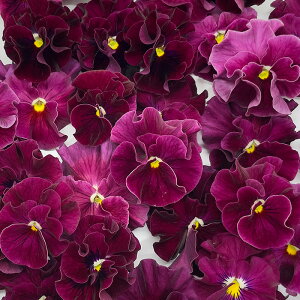 y\̔z rI KN 9cm|bg ԕc K[fjO ]hrI 12{ȍ~