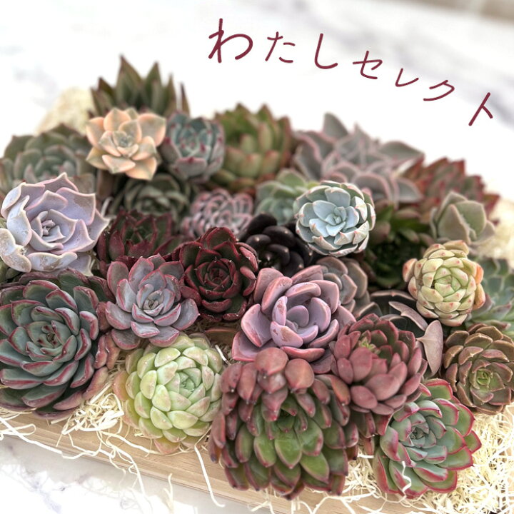 楽天市場】多肉植物 エケベリアカット苗 選べる名札付きセット 寄せ 