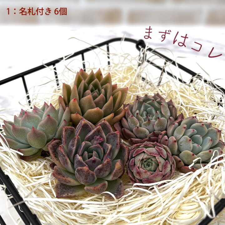 楽天市場】多肉植物 エケベリアカット苗 選べる名札付きセット 寄せ 