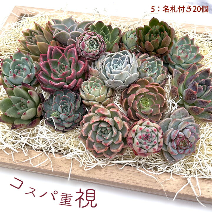 楽天市場】多肉植物 エケベリアカット苗 選べる名札付きセット 寄せ 
