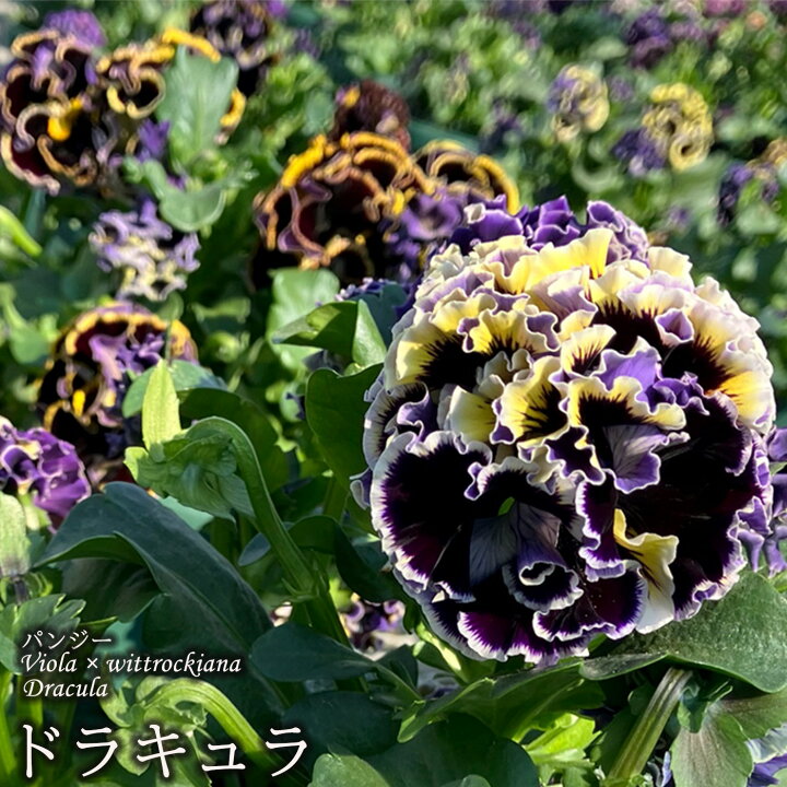楽天市場】サトウ園芸さんオリジナル パンジー ドラキュラ 10.5cm 