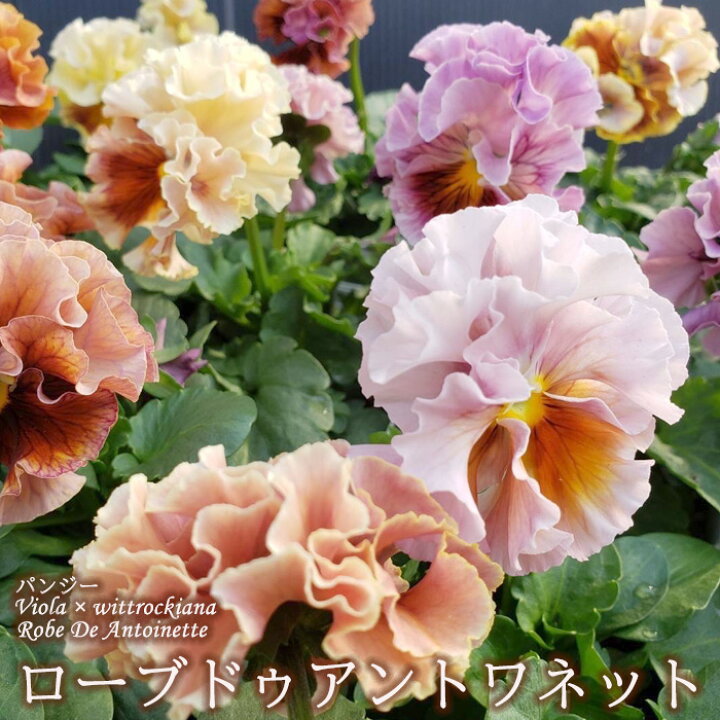 楽天市場】サトウ園芸さんオリジナル パンジー ローブ・ドゥ 