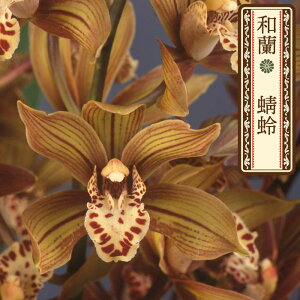 y\̔za x 9cm|bg tn F 낤 m m VrWE CeA wrn 12{ȍ~