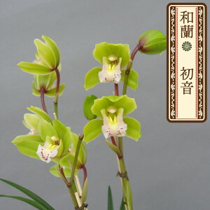 y\̔za  9cm|bg tn F ͂ m m VrWE CeA wrn 12{ȍ~