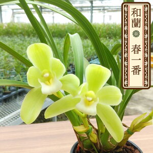 y\̔za t 9cm|bg tn F ͂邢΂ m m VrWE CeA wrn 12{ȍ~