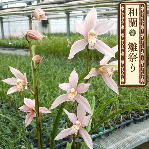 y\̔za Ղ 9cm|bg @ٗn F ЂȂ܂ m m VrWE CeA wrn 12{ȍ~