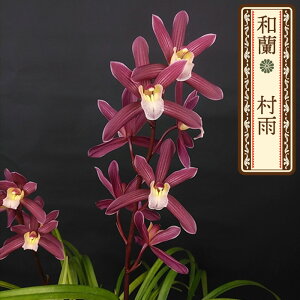 y\̔za J 9cm|bg tn F ނ炳 m m VrWE CeA wrn 12{ȍ~