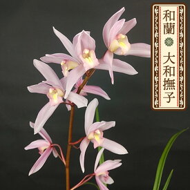 【予約販売】和蘭 大和撫子 9cmポット 蓮弁蘭系 芳香性 やまとなでしこ 東洋蘭 洋蘭 シンビジウム インテリア wrn 12月上旬以降発送