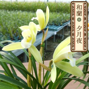 y\̔za [ 9cm|bg tn F 䂤Â m m VrWE CeA wrn 12{ȍ~