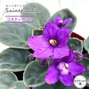 �y�܂��Ȃ��\����؁z�y�\��̔��z �Z���g�|�[���A �R�l�`�J�b�g 9cm�|�b�g �I�v�e�B�}���� ���� �C���e���A�O���[�� ryg 3�����{�ȍ~����