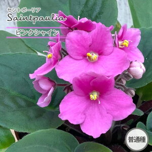 y\̔z Zg|[A sNVC 9cm|bg ʎ  CeAO[ ryg 11{ȍ~