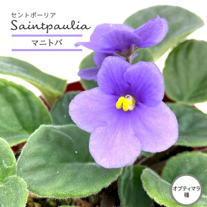 y܂Ȃ\؁zy\̔z Zg|[A }jgo 9cm|bg IveB}  CeAO[ ryg 11{ȍ~