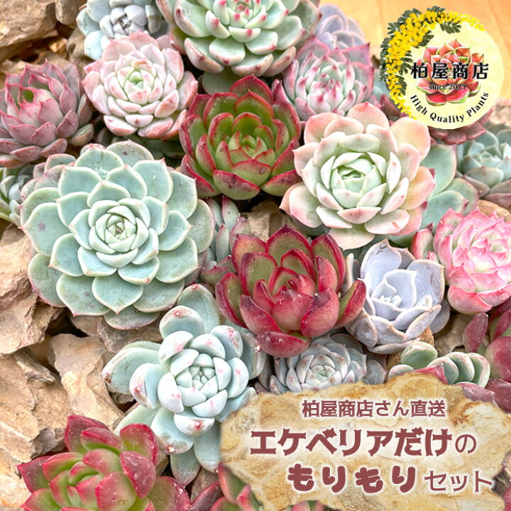 楽天市場】【柏屋商店さん直送】送料無料 エケベリアだけのもりもり 